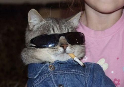 catsmoke.jpg