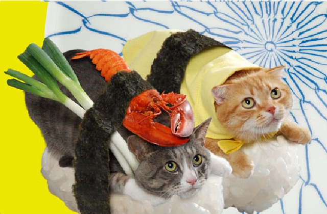 Les Sushi Cats Ces Felins Mysterieux