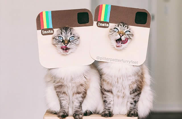 Selection De Comptes Instagram De Chats Un Peu Zozo A Suivre 2