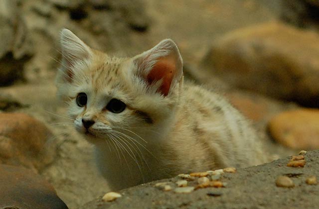 Trois Felins Qui Meritent D Avoir Autant De Succes Que Le Chat 2