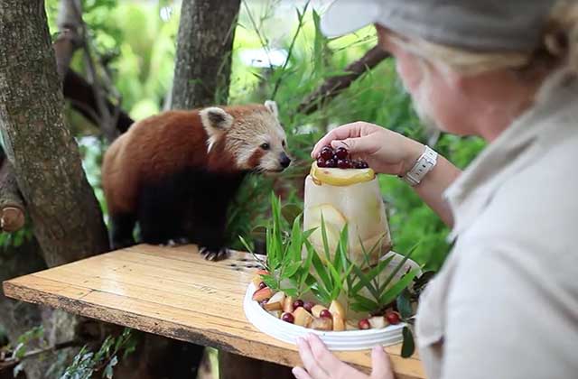 Un Panda Roux Fete Son Anniversaire Et C Est Tellement Chou