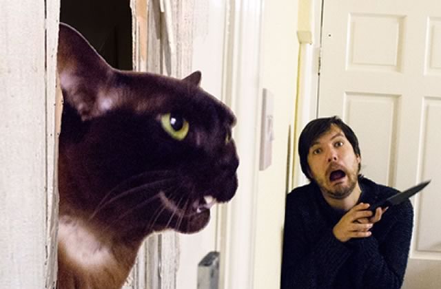 Compte Instagram Drole Ils Recreent Des Scenes De Films Avec Leurs Chats