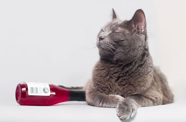 Le Vin Pour Chats Boire Avec Son Animal De Compagnie