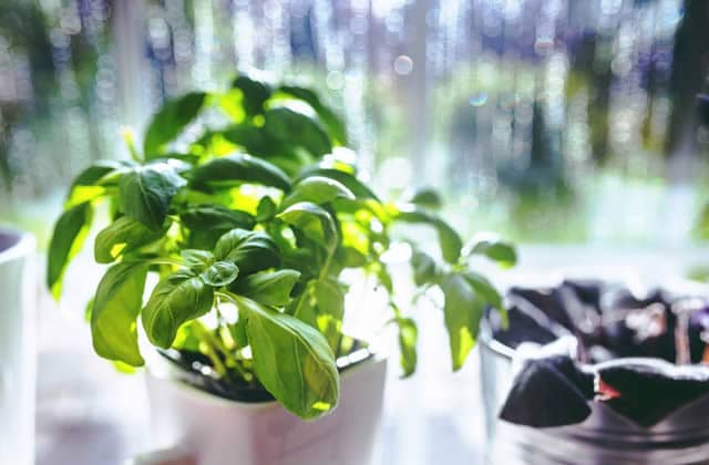 Comment sortir vos plantes d'intérieur - Jardinier paresseux