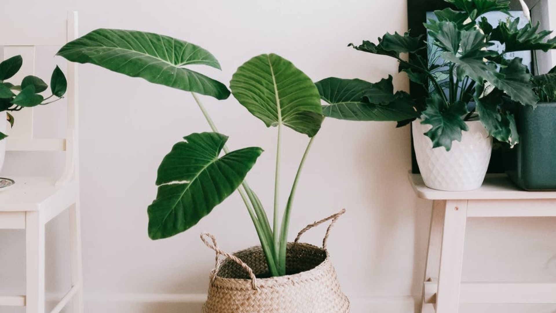 Huit astuces pour pas faire crever vos plantes d'intérieur (et leur donner  du glow) - Madmoizelle