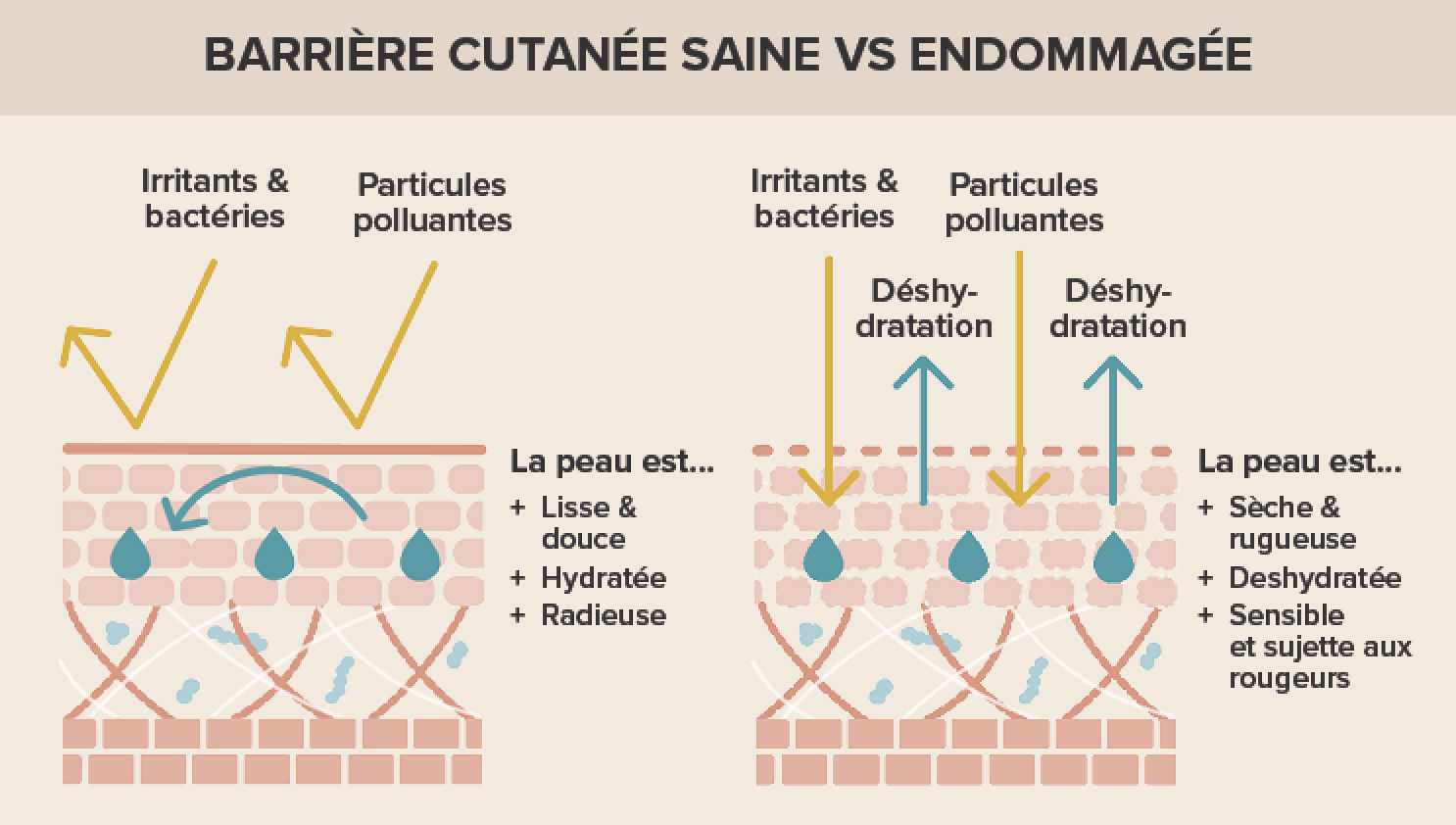 Barrière hydrolipidique : comment savoir si elle est endommagée