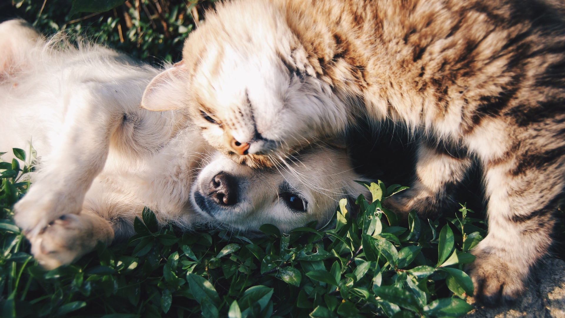 inutile-de-chercher-un-cat-sitter-pour-partir-en-week-end-ce