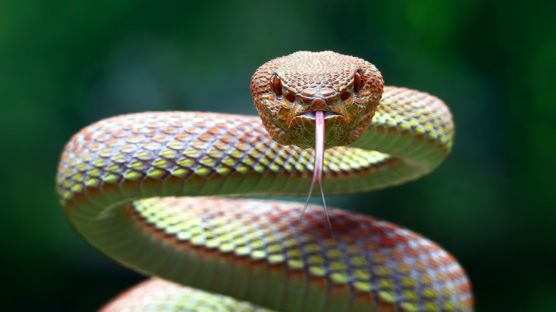 Fun fact : les clitoris des femelles serpents (aussi) étaient jusqu’à